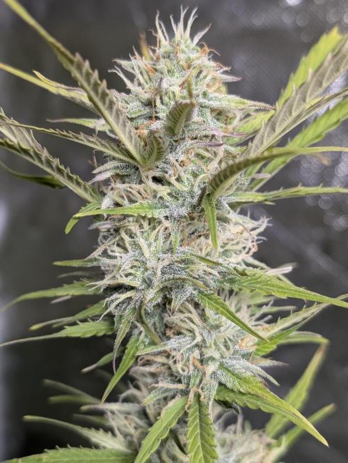 FumePop Auto x4. Week 11