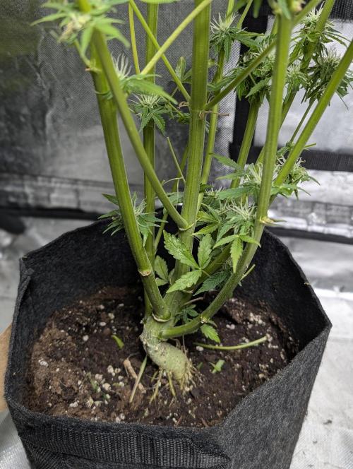 FumePop Auto x4. Week 11