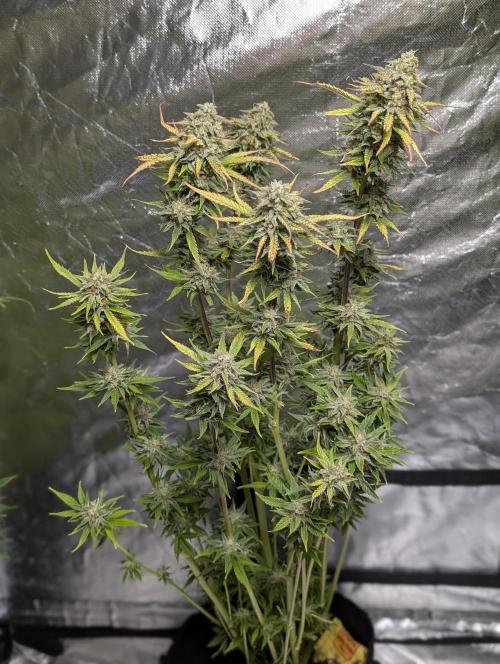 FumePop Auto x4. Week 11 - N3