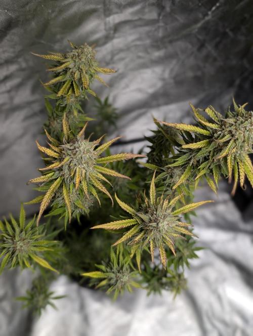 FumePop Auto x4. Week 11