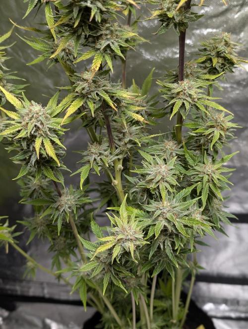 FumePop Auto x4. Week 11