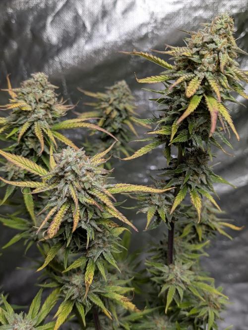 FumePop Auto x4. Week 11