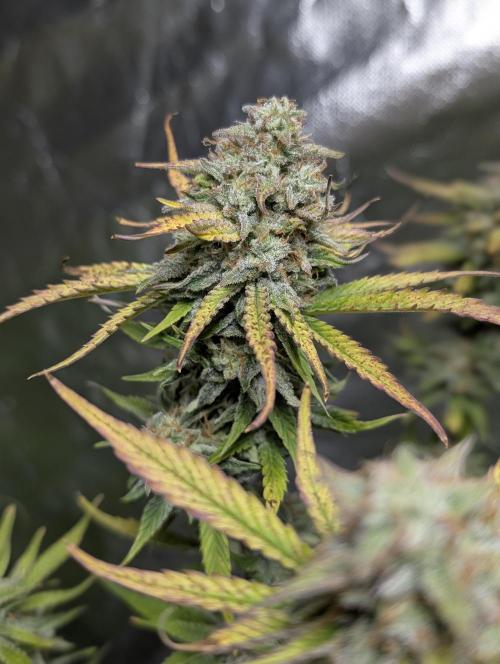 FumePop Auto x4. Week 11