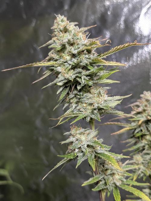 FumePop Auto x4. Week 11