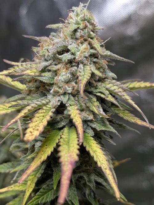 FumePop Auto x4. Week 11