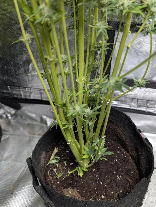 FumePop Auto x4. Week 11