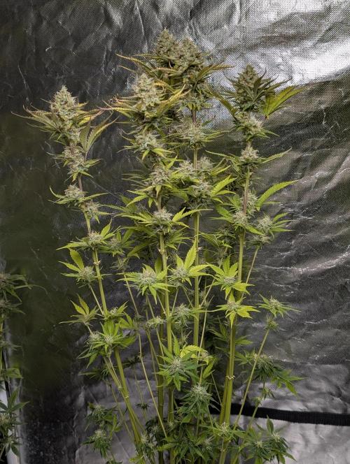FumePop Auto x4. Week 11 - N4