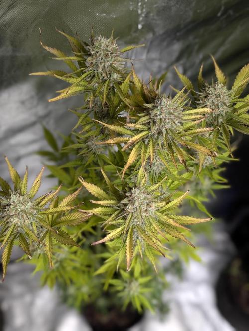 FumePop Auto x4. Week 11