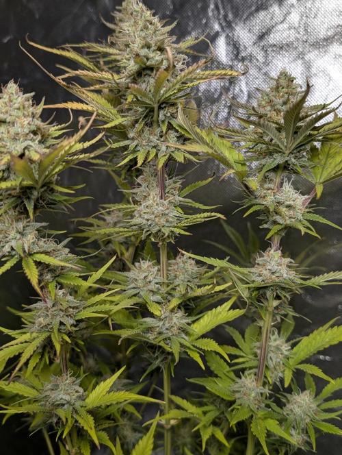 FumePop Auto x4. Week 11