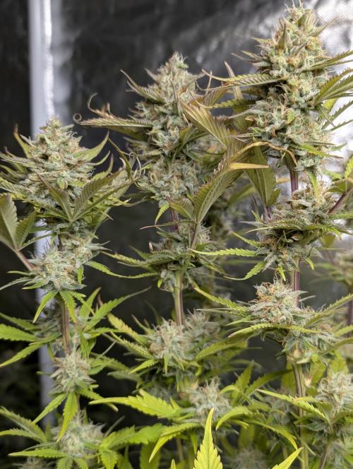 FumePop Auto x4. Week 11