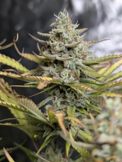 FumePop Auto x4. Week 11