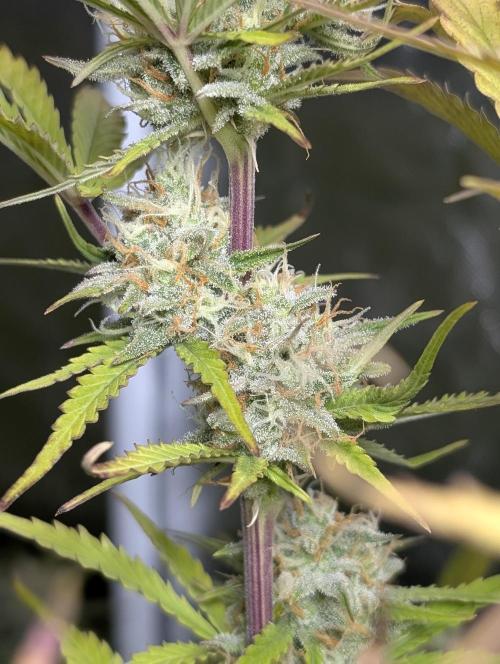 FumePop Auto x4. Week 11