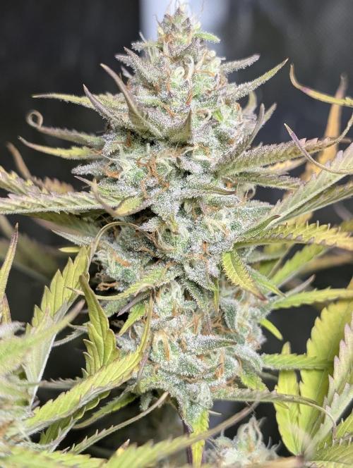 FumePop Auto x4. Week 11