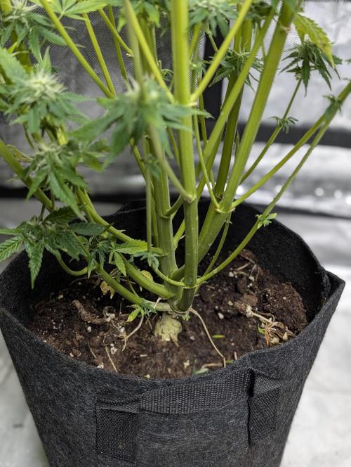 FumePop Auto x4. Week 11