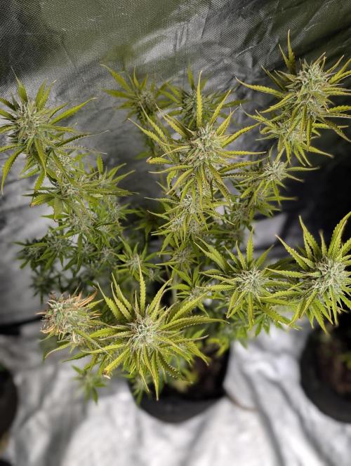 FumePop Auto x3. Week 11