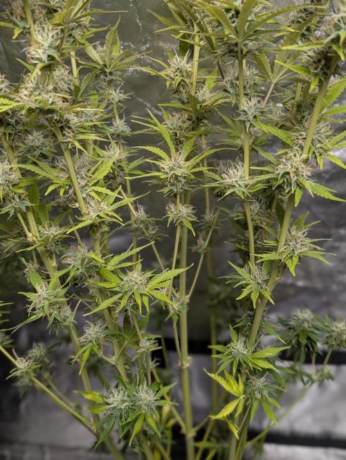 FumePop Auto x3. Week 11