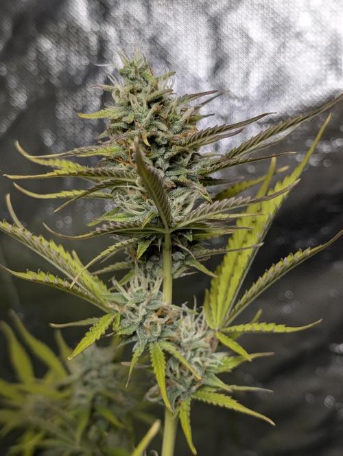 FumePop Auto x3. Week 11