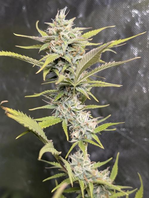 FumePop Auto x3. Week 11