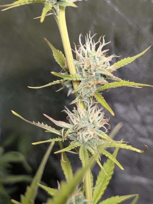 FumePop Auto x3. Week 11