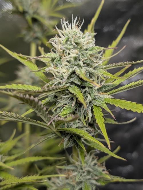 FumePop Auto x3. Week 11