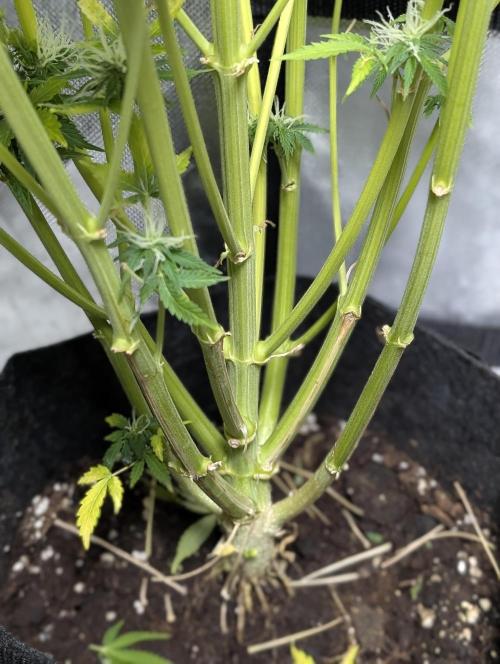 FumePop Auto x3. Week 11