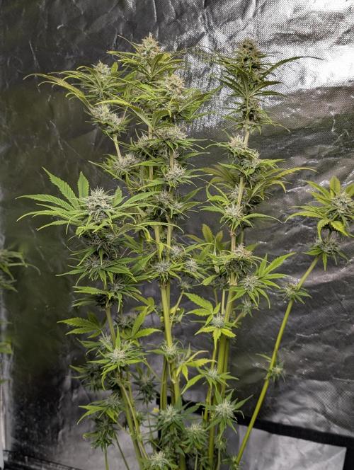 FumePop Auto x3. Week 11 - N2