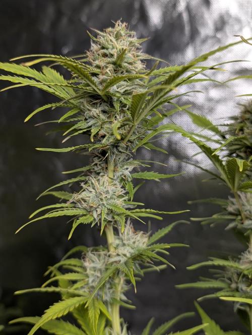 FumePop Auto x3. Week 11