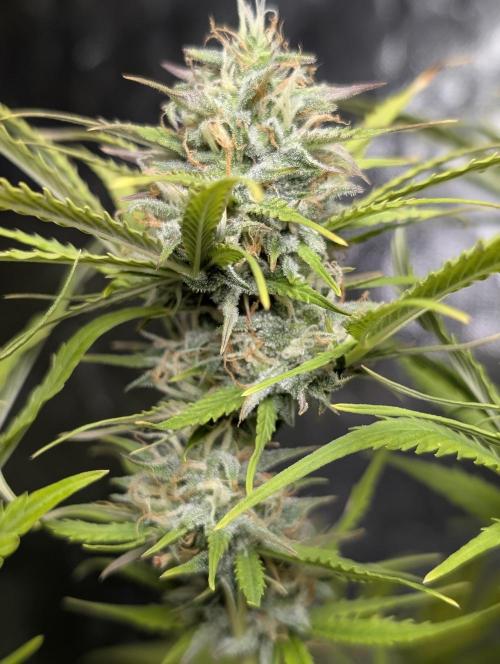 FumePop Auto x3. Week 11