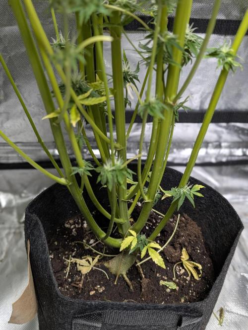 FumePop Auto x3. Week 11