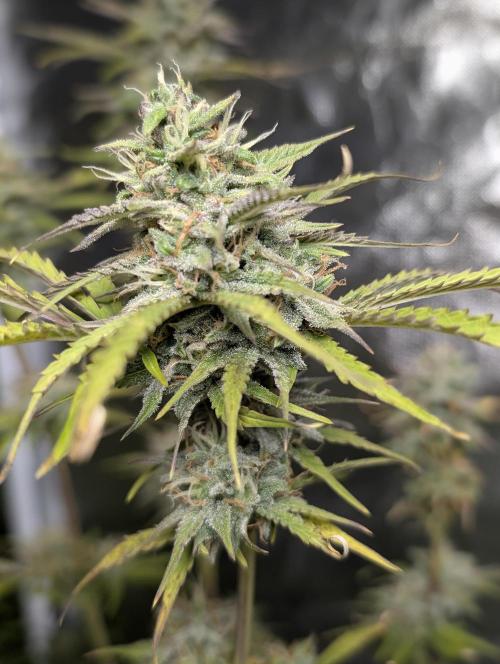 FumePop Auto x3. Week 11