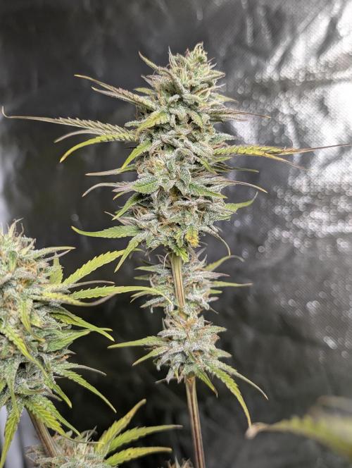 FumePop Auto x3. Week 11