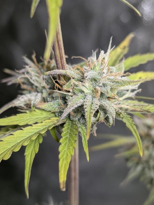 FumePop Auto x3. Week 11