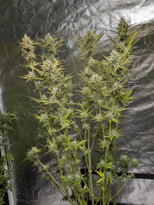 FumePop Auto x3. Week 11 - N1