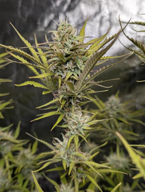 FumePop Auto x3. Week 11