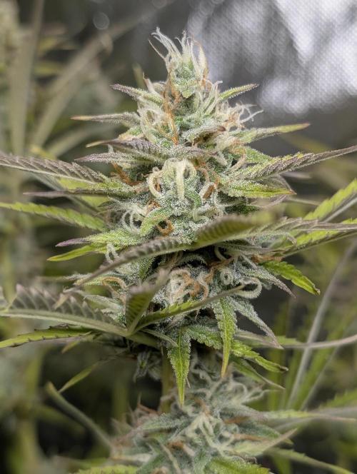 FumePop Auto x3. Week 11