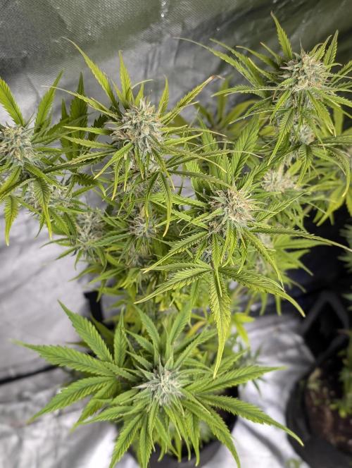 FumePop Auto x3. Week 11