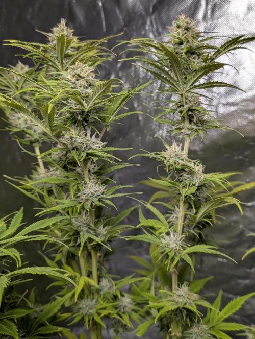 FumePop Auto x3. Week 11