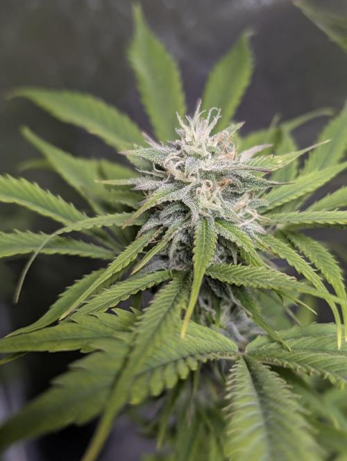 FumePop Auto x3. Week 11