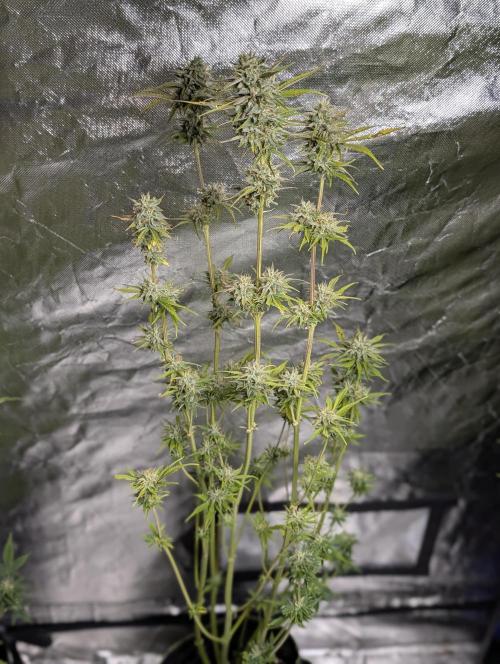 FumePop Auto x3. Week 11 - N3