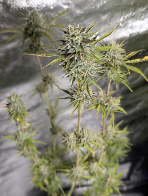 FumePop Auto x3. Week 11