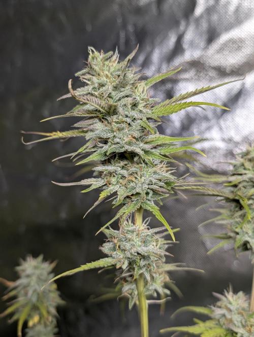 FumePop Auto x3. Week 11