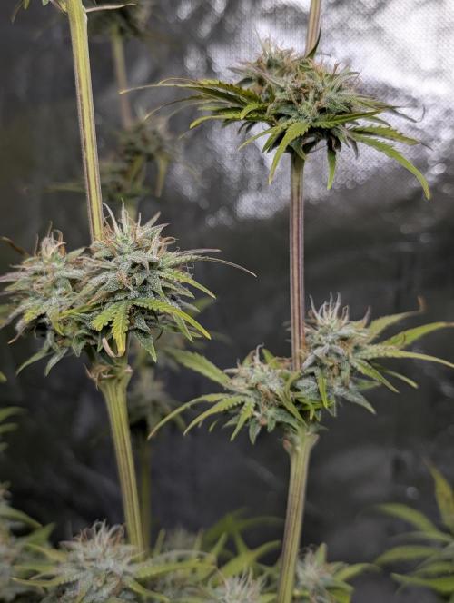 FumePop Auto x3. Week 11