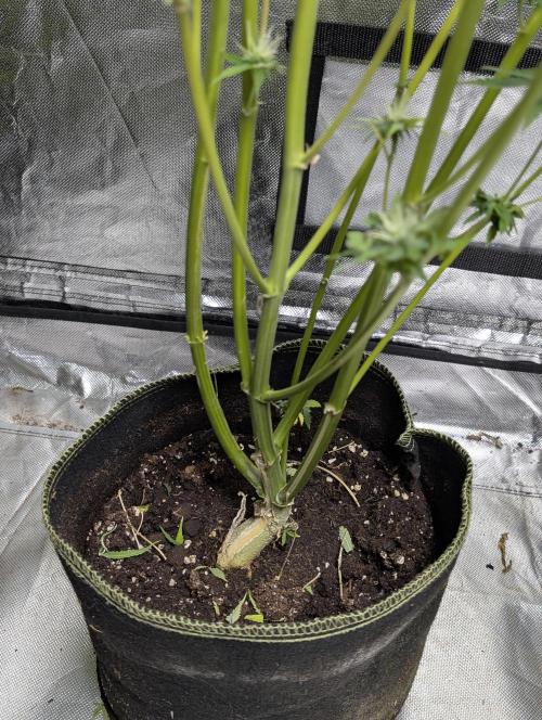 FumePop Auto x3. Week 11