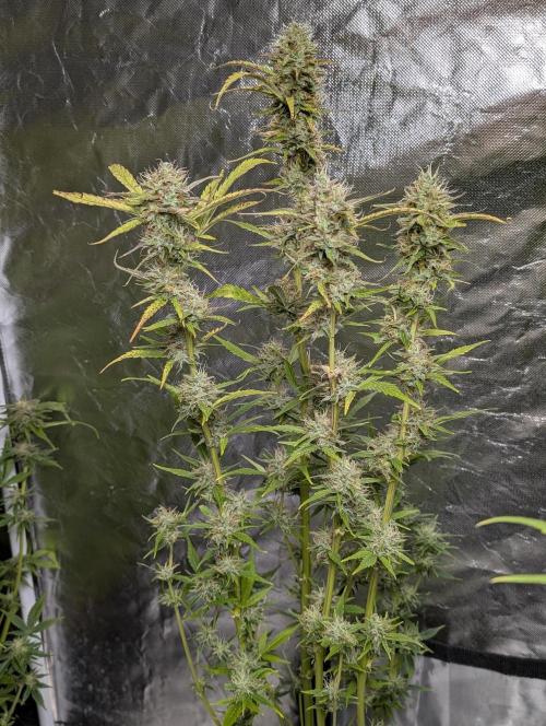 FumePop Auto x3. Week 11 - N1