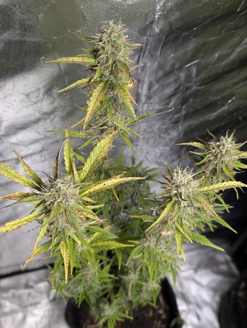 FumePop Auto x3. Week 11