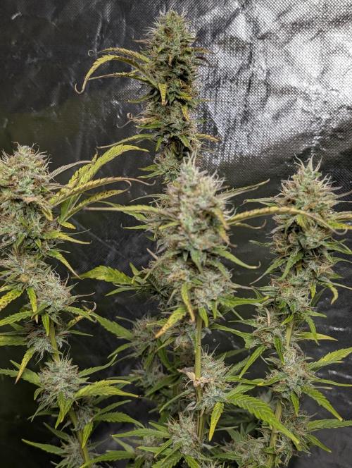 FumePop Auto x3. Week 11