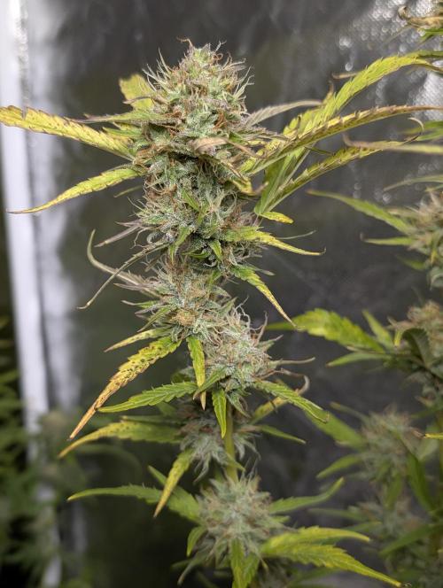 FumePop Auto x3. Week 11