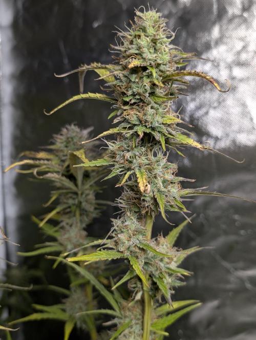 FumePop Auto x3. Week 11