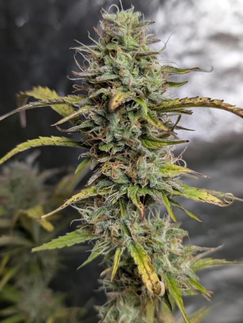 FumePop Auto x3. Week 11