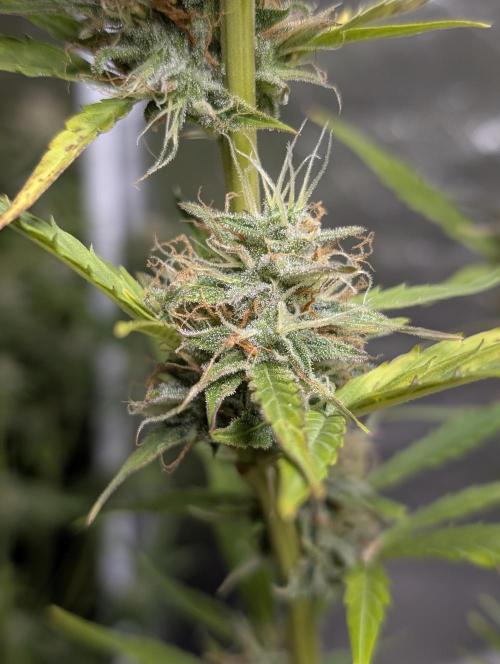 FumePop Auto x3. Week 11